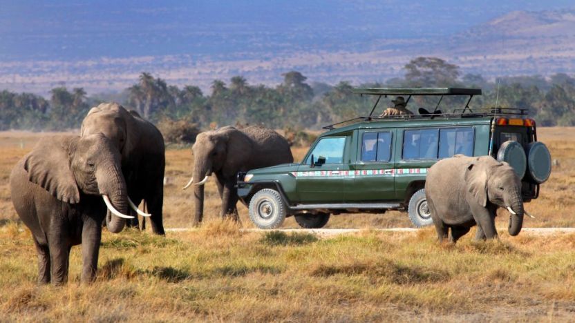 Elephant safari