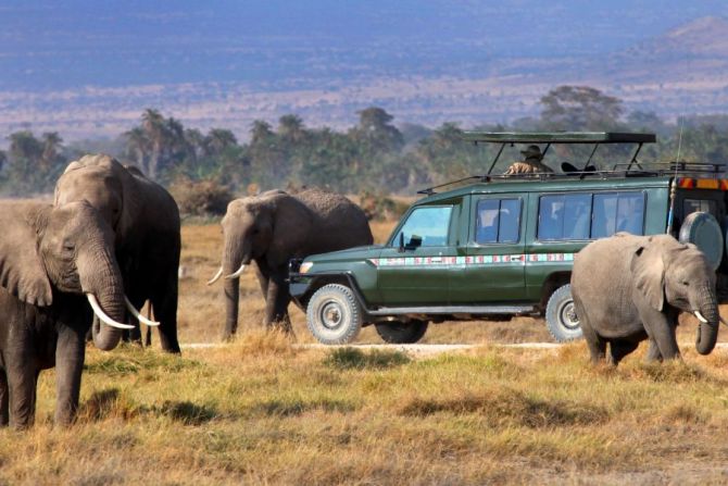 Elephant safari