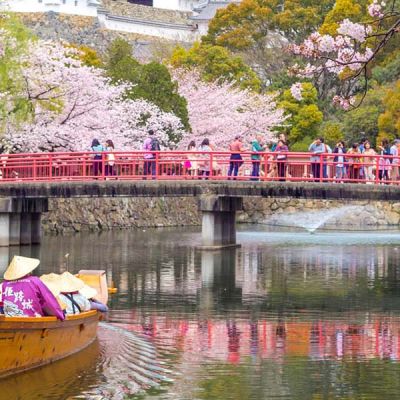 Cherry Blossom Season, Japan