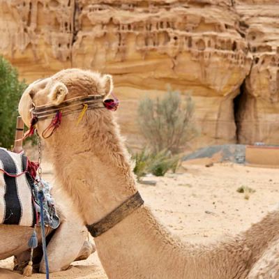The Gulf Desert 