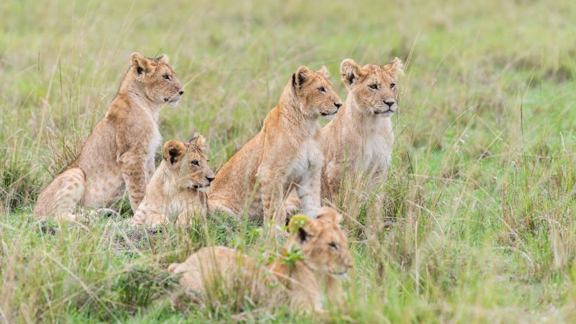 Elephants Karibu Kenya