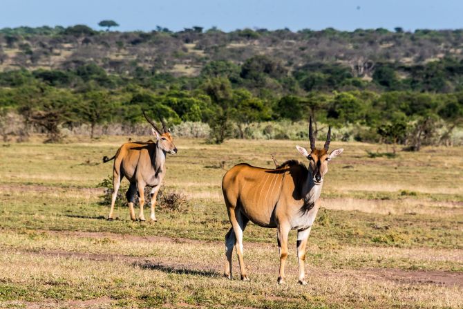Hut Karibu Kenya