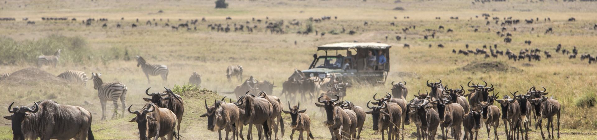 Lion Safari Karibu Kenya