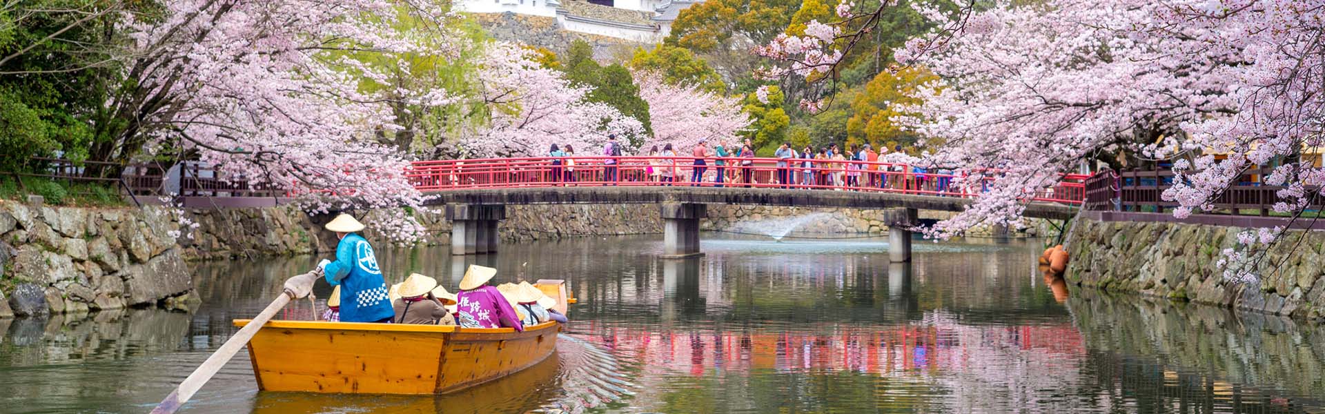 Cherry Blossom Season, Japan